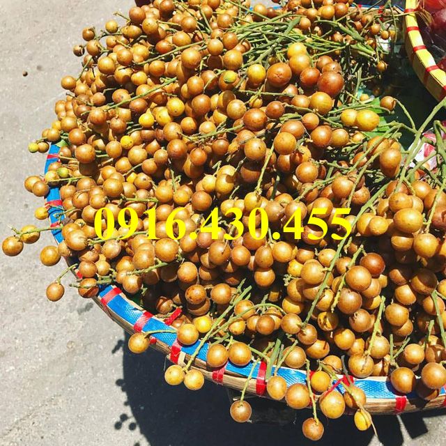 Cây giống quất hồng bì